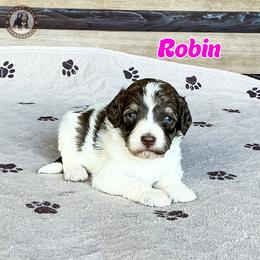 Robin - Sable female Bernedoodle puppy in Banner Elk, North Carolina from Walnut Tree Bernedoodles