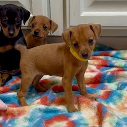 Video Finley - Stag red female Miniature Pinscher puppy in Eatonton, Georgia from TNT Puppies