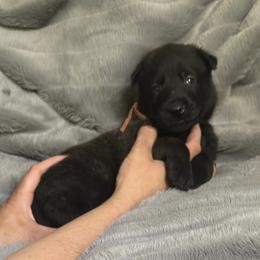 Onyx - Fawn sable male Belgian Malinois puppy in Chino, California from BlueStone K9