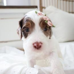 GUARDIAN HOME NEEDED IN SAVANNAH GEORGIA - Merle female Goldendoodle puppy in Savannah, Georgia from Vino and Vespa Doodles