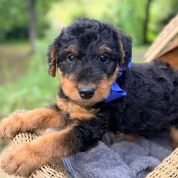 Mr Blue - Black and tan male Airedale Terrier puppy in Mooresville, North Carolina from Farm 55