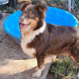 Eden - Australian Shepherd