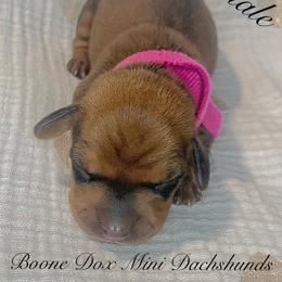 Dachshund Puppies from BooneDox Mini Dachshunds
