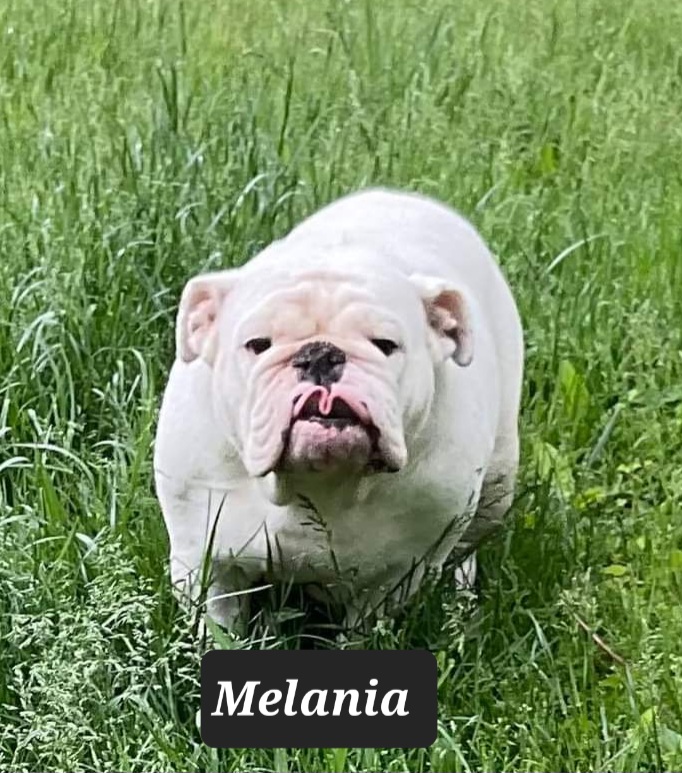 Melania - Bulldog