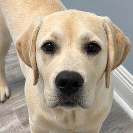 Labrador Retriever All Grown Up from Robin Griffin