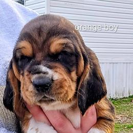 Dark blue boy - Black brown and white male Basset Hound puppy in Converse, Louisiana from Walkers Catuna Bassett Hounds