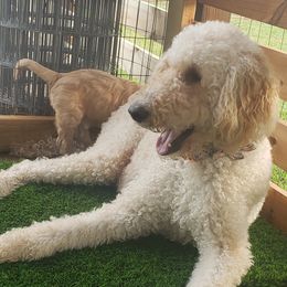 Goldendoodle Puppies from Doodling Minors