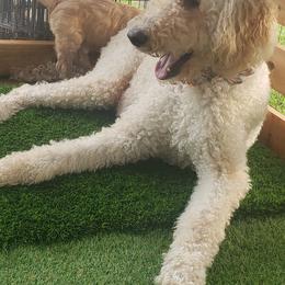 Goldendoodle Puppies from Doodling Minors