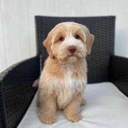 Cove - Caramel female Australian Labradoodle puppy in Belding, Michigan from Rutu Australian Labradoodles