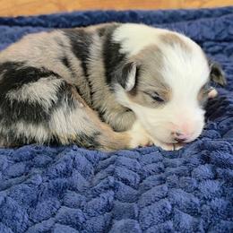 Victoria - Blue merle female Toy Australian Shepherd puppy in Leonard, Texas from Tin Roof Aussies
