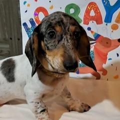 Tornado - Dachshund puppy from Paula's Dachsunds