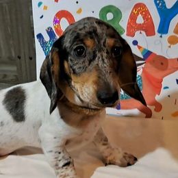 Tornado - Dachshund puppy from Paula's Dachsunds