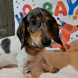 Tornado - Dachshund puppy from Paula's Dachsunds