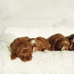 Goldendoodle Puppies from Blissful Doodles