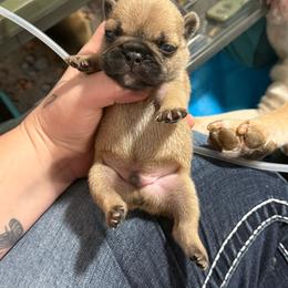 Red - Fawn male French Bulldog puppy in Plainview, Texas from The Kings Ransom French Bulldogs