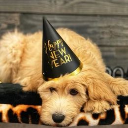 Australian Labradoodle, Cavapoo, and Goldendoodle Puppies from Deer Creek Labradoodles