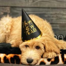 Australian Labradoodle, Cavapoo, and Goldendoodle Puppies from Deer Creek Labradoodles