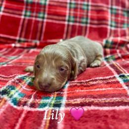 Lily - Fawn (isabella) and tan female Dachshund puppy in Aiken, South Carolina from State Eight Dachshunds