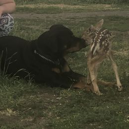 Rottweiler All Grown Up from Cascade Rottweilers of the Pacific Northwest