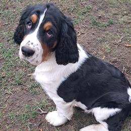 English Springer Spaniel Puppies from Colleen Bacon