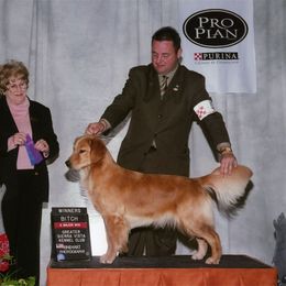 Golden Retriever All Grown Up from Gower Goldens