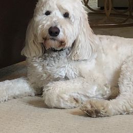 Goldendoodle, Poodle, and Sheepadoodle All Grown Up from Brewer's Goldendoodles & Sheepadoodles
