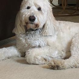 Goldendoodle, Poodle, and Sheepadoodle All Grown Up from Brewer's Goldendoodles & Sheepadoodles