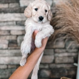 Puppy Pick # 1 - Cream Goldendoodle puppy in Corona, California from West Coast Goldendoodles