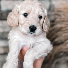 Puppy Pick # 1 - Cream Goldendoodle puppy in Corona, California from West Coast Goldendoodles
