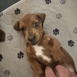 Dachshund Puppies from Mighty little dachshunds