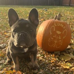 French Bulldog Puppies from The Frenchie Ravine Connection LLC