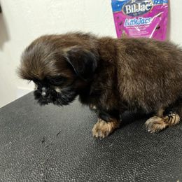 Rosie - Red female Shih Tzu puppy in Pottstown, Pennsylvania from DHDoggs Shih Tzu