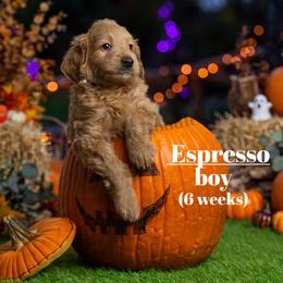 Espresso  GREEN COLLAR  Boy 3500 - Red  male Goldendoodle puppy in Corona, California from Fluffy Puppy Mini Doodles LLC