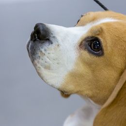Beagles from Redd Devils