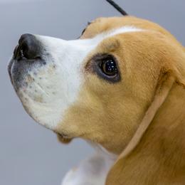 Beagles from Redd Devils