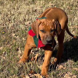 Blue - Rhodesian Ridgeback puppy from Running From Reality Ranch & Ridgebacks