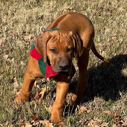 Blue - Rhodesian Ridgeback puppy from Running From Reality Ranch & Ridgebacks