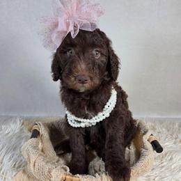 Honey - Brown and white female Aussiedoodle puppy in Haleyville, Alabama from The Cuddly Dood Ranch