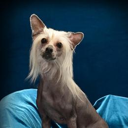 Sriracha - Chinese Crested