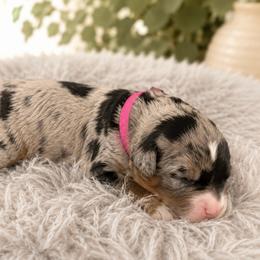 Dottie - Merle female Bernedoodle puppy in Venice, Florida from Sixlittles and Bernedoodles