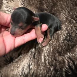 Boy 1 - Black and tan male Yorkshire Terrier puppy in Rockdale, Texas from Susie’s Sassy Yorkies
