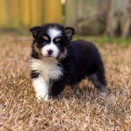 Rumi - Tri-color female Pomsky puppy in Sumter, South Carolina from Emerald Skies Pomskies