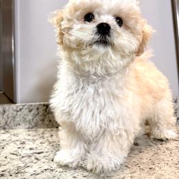 Shichon All Grown Up from Nona's Shichons