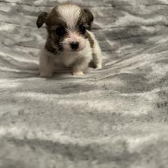 Green Collar - Shorkie puppy from Sensational Shorkies