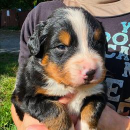 Yellow white - Black rust and white male Bernese Mountain Dog puppy in Auburn, Washington from MSM Bernese Mountain Dogs