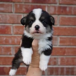 Cheese - Pembroke Welsh Corgi puppy in Kempner, Texas from Shining A Ranch