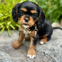 Haaland - Tri-color female Cavalier King Charles Spaniel puppy in Draper, Utah from Peaks Pups & Cavachon Love Chocolate Cavaliers, Cavaliers, Cavachon’s, Cavapoos & Havanese