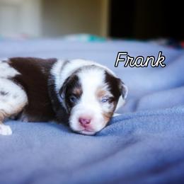 Frank - Red merle male Miniature American Shepherd puppy in Battle Ground, Washington from Casita Miniature American Shepherds