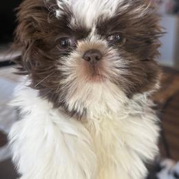Chevi - Liver and white female Shih Tzu puppy in Berkeley Springs, West Virginia from Sandridge Shih Tzus