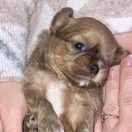 Lilac - Lilac male Shih Tzu puppy in Citrus Heights, California from The Lion dog Shih Tzu